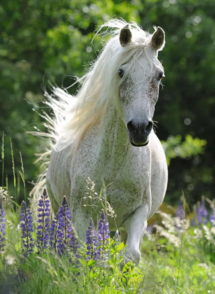 Witte Hengst Ravensburger 100 Stukjes XXL - Afbeelding 2